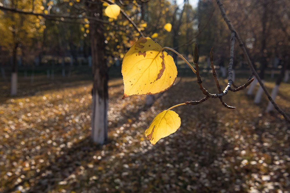 Күзгі ауылдың кеші Күзгі ауылдың кеші - на weekend.bugin.kz